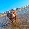 bulldog, dog, water, shallow_water, beach, leash, tongue_out, sunny, sky, grass, house, outdoor, pet, animal, walking, happy, summer, daytime, canine, nature