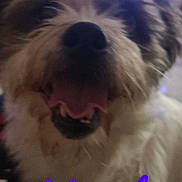 Bosh Marley joined the competition — help win amazing prizes! animal, ball, canine, computerhardware, dog, electronics, face, hardware, head, monitor, person, pet, poodle, puppy, screen, sport, tennis, terrier, text, tv