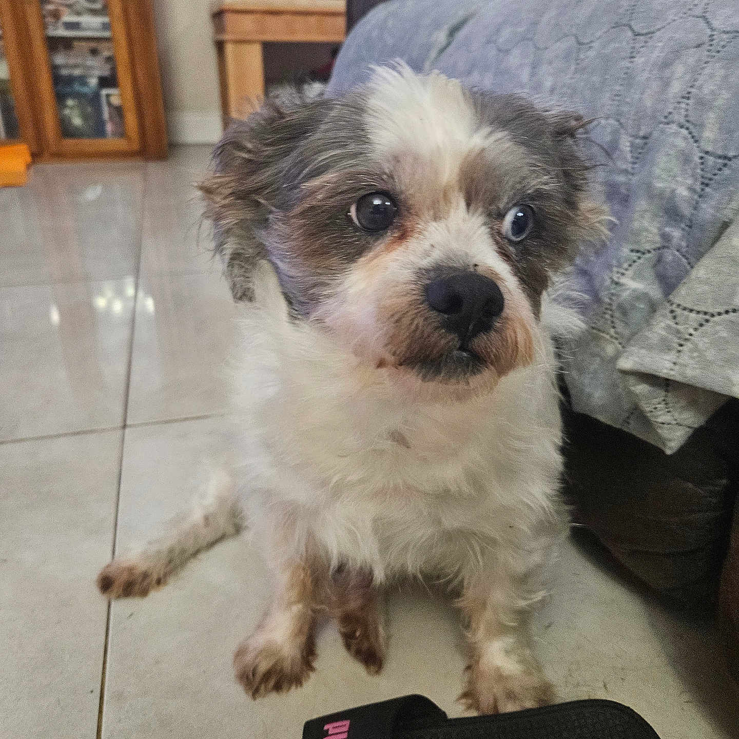 Bosh Marley is registered to the contest to win money with this photo: accessories, animal, architecture, building, canine, clothing, couch, dog, footwear, furniture, person, pet, puppy, sandal, shelf, shoe, sneaker, strap, terrier, wood