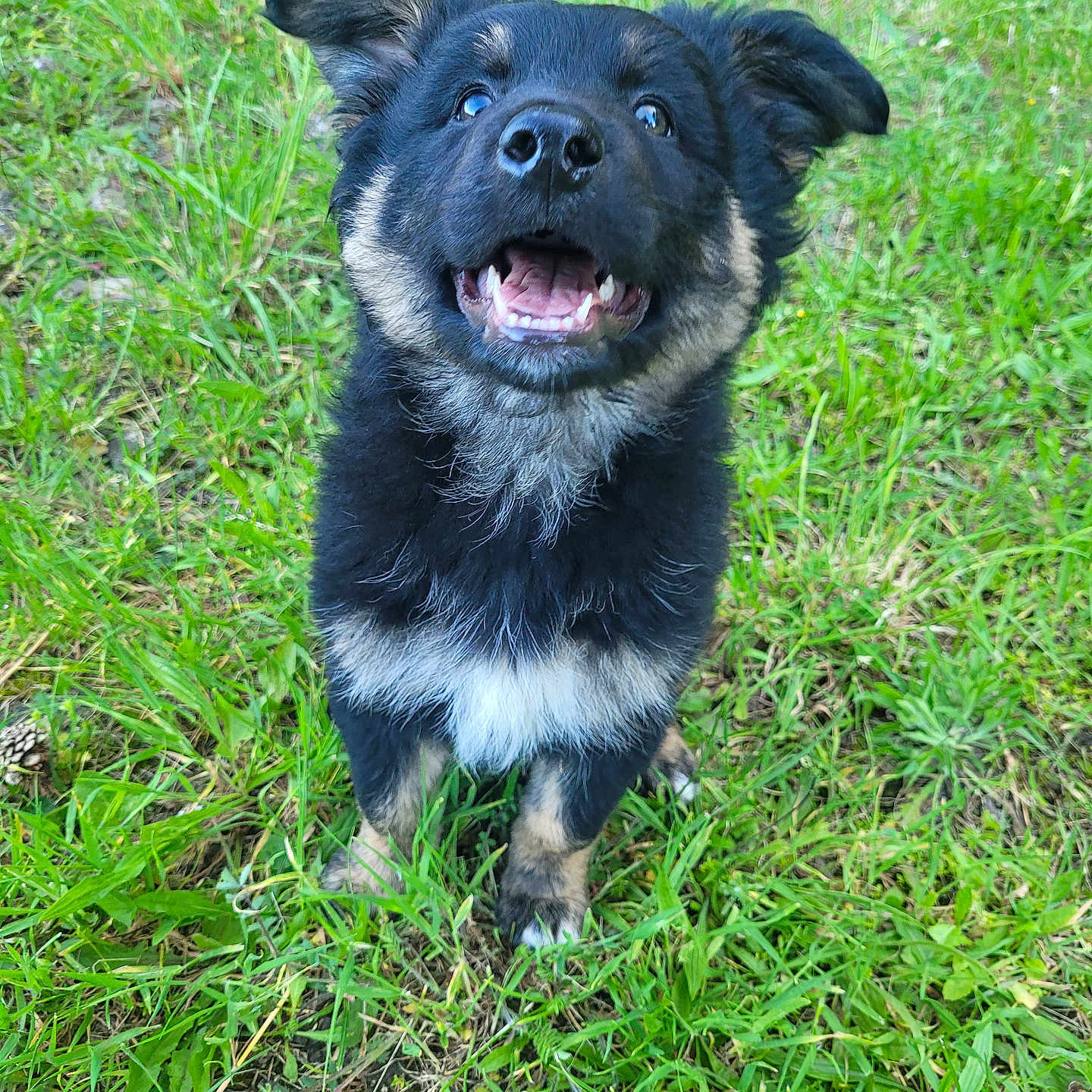 Loukaï participe au concours pour gagner de l'argent avec cette photo : animal, bodypart, canine, dog, field, germanshepherd, grass, grassland, green, husky, lawn, mouth, nature, outdoors, person, pet, plant, puppy, soil, vegetation
