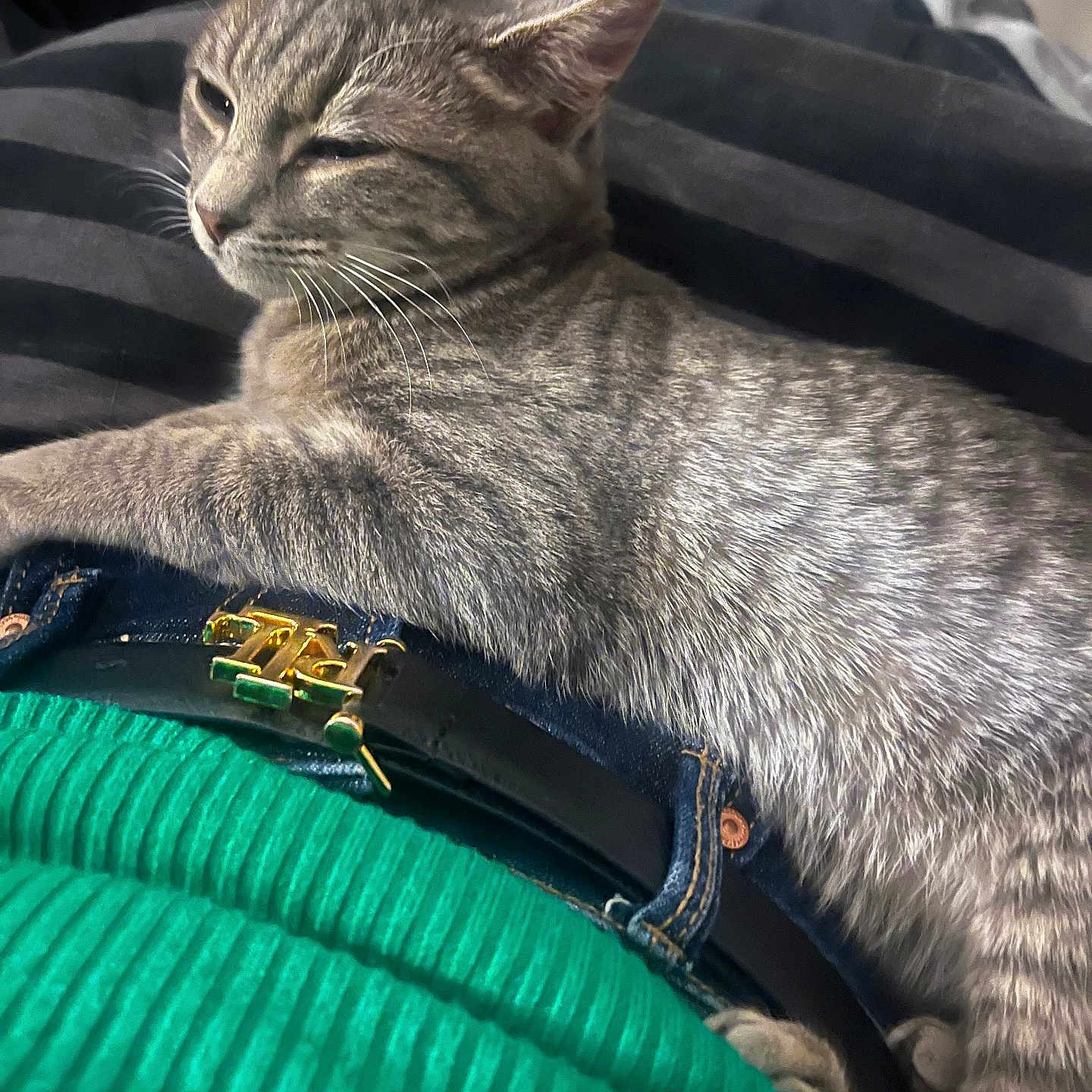 Sky a rejoint le concours — aidez-le/la à gagner de superbes lots ! animal, belt, cat, close_up, clothing, cozy, domestic_cat, feline, fur, gray_cat, green_sweater, indoor, jeans, lap, pet, relaxed, resting, sleepy, tabby_cat, whiskers