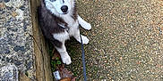 Atlass a rejoint le concours — aidez-le/la à gagner de superbes lots ! dog, puppy, husky, outdoor, leash, person, boots, stone_wall, pebble_path, plants, greenery, curious, sitting, fur, ears, black_and_white, nature, sidewalk, footwear, candid