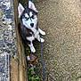 dog, puppy, husky, outdoor, leash, person, boots, stone_wall, pebble_path, plants, greenery, curious, sitting, fur, ears, black_and_white, nature, sidewalk, footwear, candid