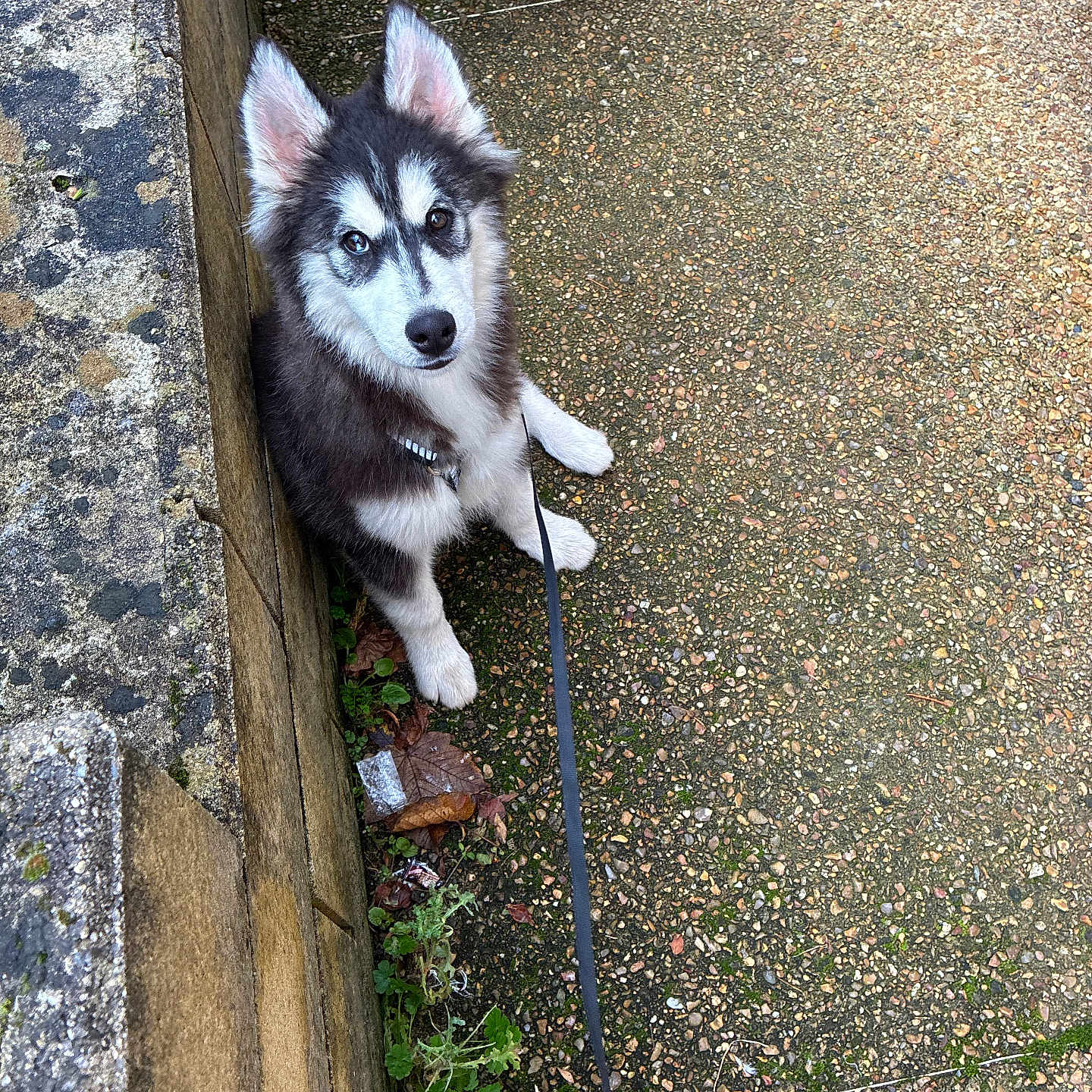 Atlass a rejoint le concours — aidez-le/la à gagner de superbes lots ! black_and_white, boots, candid, curious, dog, ears, footwear, fur, greenery, husky, leash, nature, outdoor, pebble_path, person, plants, puppy, sidewalk, sitting, stone_wall