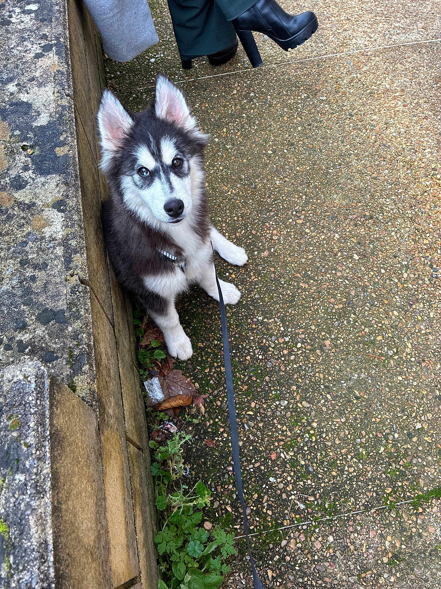 Atlass a rejoint le concours — aidez-le/la à gagner de superbes lots ! dog, puppy, husky, outdoor, leash, person, boots, stone_wall, pebble_path, plants, greenery, curious, sitting, fur, ears, black_and_white, nature, sidewalk, footwear, candid