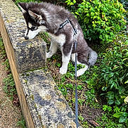 Atlass a rejoint le concours — aidez-le/la à gagner de superbes lots ! dog, husky, puppy, leash, garden, plants, greenery, stone, moss, sniffing, outdoor, nature, curious, pet, fur, young, animal, side_view, walk