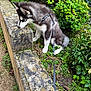 dog, husky, puppy, leash, garden, plants, greenery, stone, moss, sniffing, outdoor, nature, curious, pet, fur, young, animal, side_view, walk