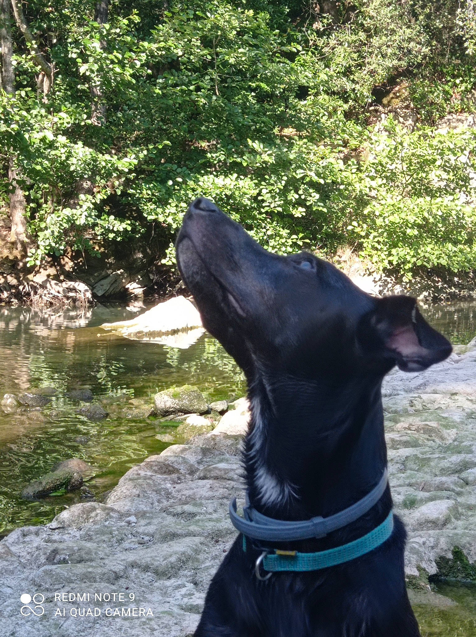 Pablo a rejoint le concours — aidez-le/la à gagner de superbes lots ! adventure, canidae, carnivore, collar, companion_dog, dog, dog_breed, dog_collar, fawn, grass, guard_dog, lake, pet_supply, plant, riparian_zone, sporting_group, tail, tree, water, working_animal