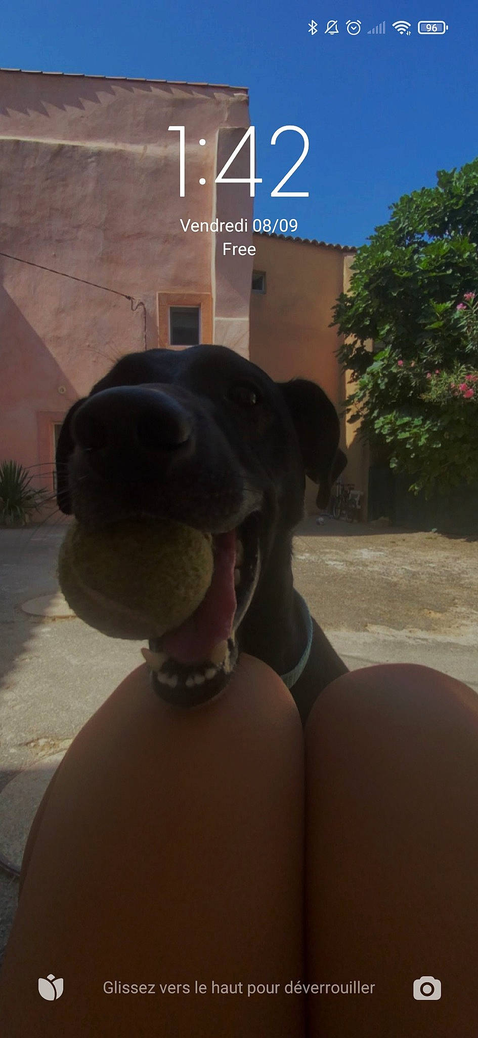 Pablo a rejoint le concours — aidez-le/la à gagner de superbes lots ! canidae, carnivore, companion_dog, dog, dog_breed, fawn, font, guard_dog, landscape, logo, photo_caption, plant, selfie, snout, sporting_group, tints_and_shades, toy, tree, whiskers, working_animal