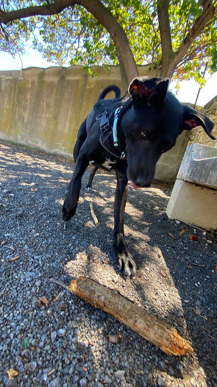 Pablo participe au concours pour gagner de l'argent avec cette photo : adventure, canidae, carnivore, collar, companion_dog, dog, dog_breed, dog_collar, dog_supply, fashion_accessory, fawn, leash, personal_protective_equipment, pet_supply, recreation, sky, snout, sporting_group, tree, working_animal