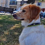 Happy participe au concours pour gagner de l'argent avec cette photo : animal, bench, building, canine, car, collar, daytime, dog, fur, grass, house, nature, outdoor, park, pet, shadow, side_view, street, sunlight, tree