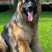 Pep Sofia Storm is registered to the contest to win money with this photo: dog, german_shepherd, canine, pet, animal, tongue_out, ears_up, grass, outdoor, sunny_day, backyard, fur, sitting, happy, nature, mammal, portrait, domestic_animal, greenery, friendly