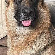 Pep joined the competition — help win amazing prizes! dog, german_shepherd, pet, indoor, animal, canine, fur, ears, tongue, face, closeup, portrait, brown, black, curious, alert, house, floor, door, companion