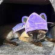 Kitsaku joined the competition — help win amazing prizes! cat, siamese_cat, costume, purple, bat_wings, hat, pet, feline, indoor, cozy, resting, animal, fur, whiskers, ears, face, looking_down, cute, small, house