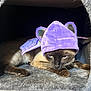 cat, siamese_cat, costume, purple, bat_wings, hat, pet, feline, indoor, cozy, resting, animal, fur, whiskers, ears, face, looking_down, cute, small, house