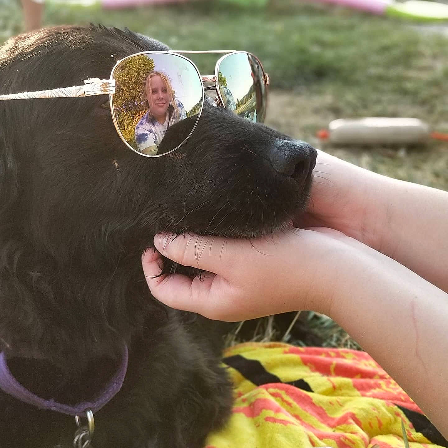 Lotus joined the competition — help win amazing prizes! cap, carnivore, companion_dog, dog_breed, dog_collar, eyewear, fashion_accessory, felidae, fur, gesture, glasses, goggles, grass, helmet, nail, personal_protective_equipment, snout, sunglasses, vision_care, working_animal