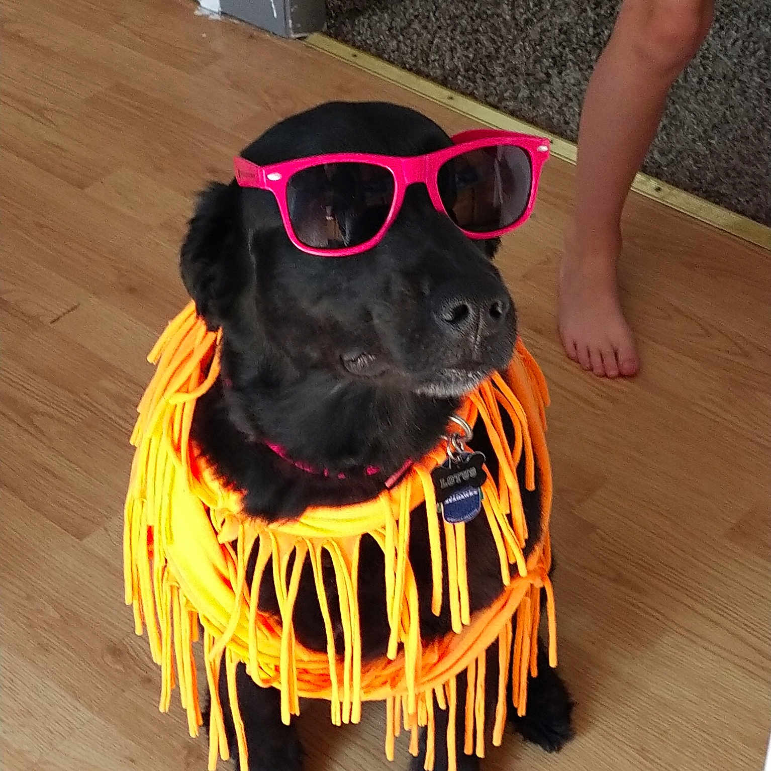 Lotus is registered to the contest to win money with this photo: carnivore, collar, companion_dog, dog, dog_breed, dog_clothes, dog_collar, dog_supply, eyewear, fawn, flooring, goggles, hardwood, helmet, personal_protective_equipment, snout, sunglasses, vision_care, wood, working_animal