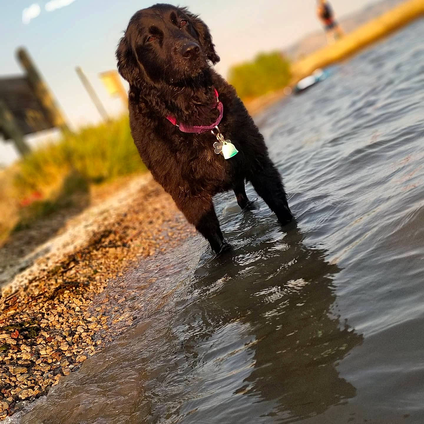 Lotus joined the competition — help win amazing prizes! canidae, carnivore, collar, companion_dog, dog, dog_breed, dog_collar, fawn, gun_dog, lake, liver, plant, retriever, sky, soil, sporting_group, tail, water, water_dog, working_animal