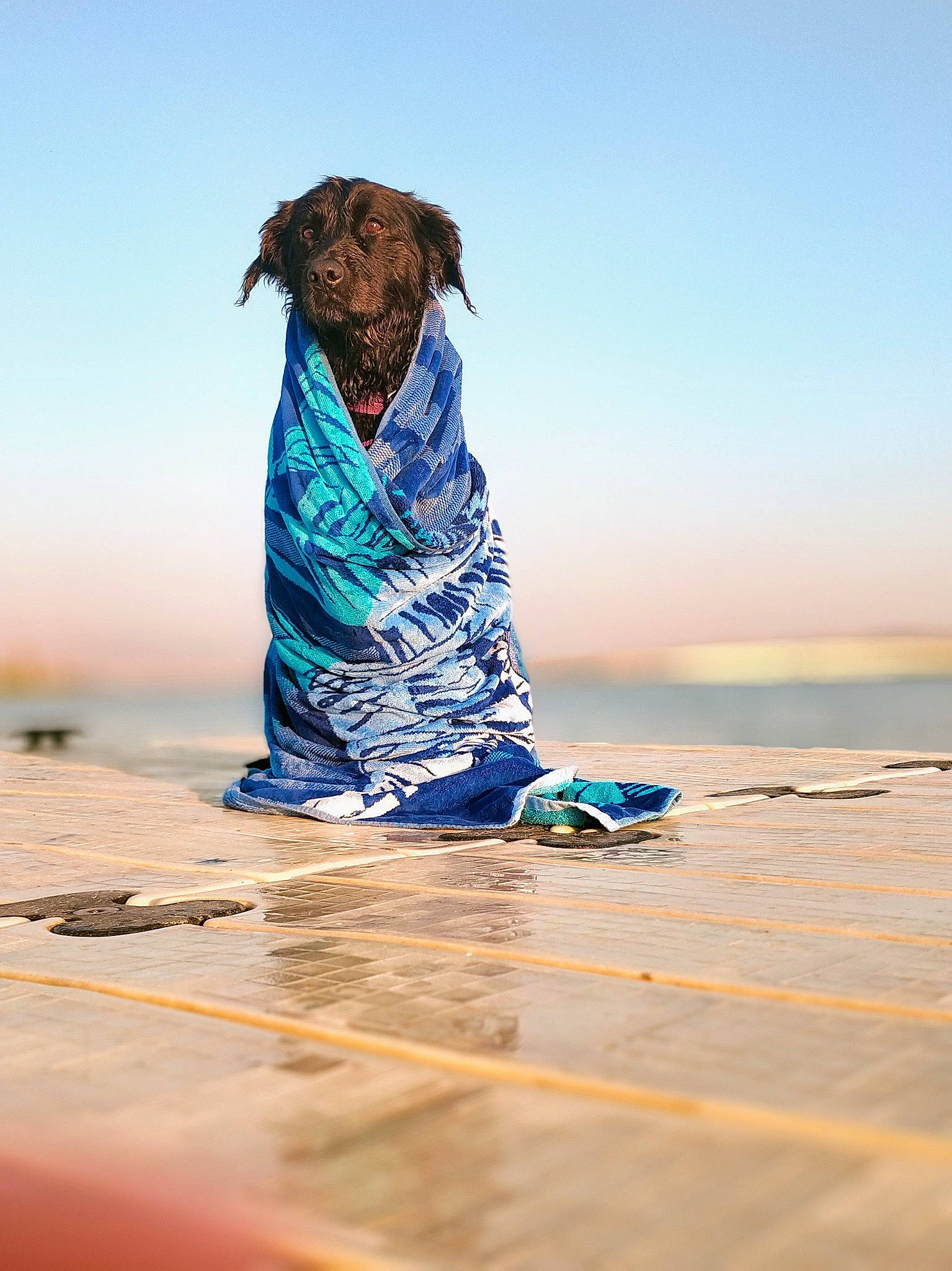 Lotus is registered to the contest to win money with this photo: beach, canidae, electric_blue, fawn, fun, happy, horizon, human_leg, landscape, leisure, ocean, people_in_nature, reflection, sand, sky, soil, sporting_group, water, wind_wave, wood