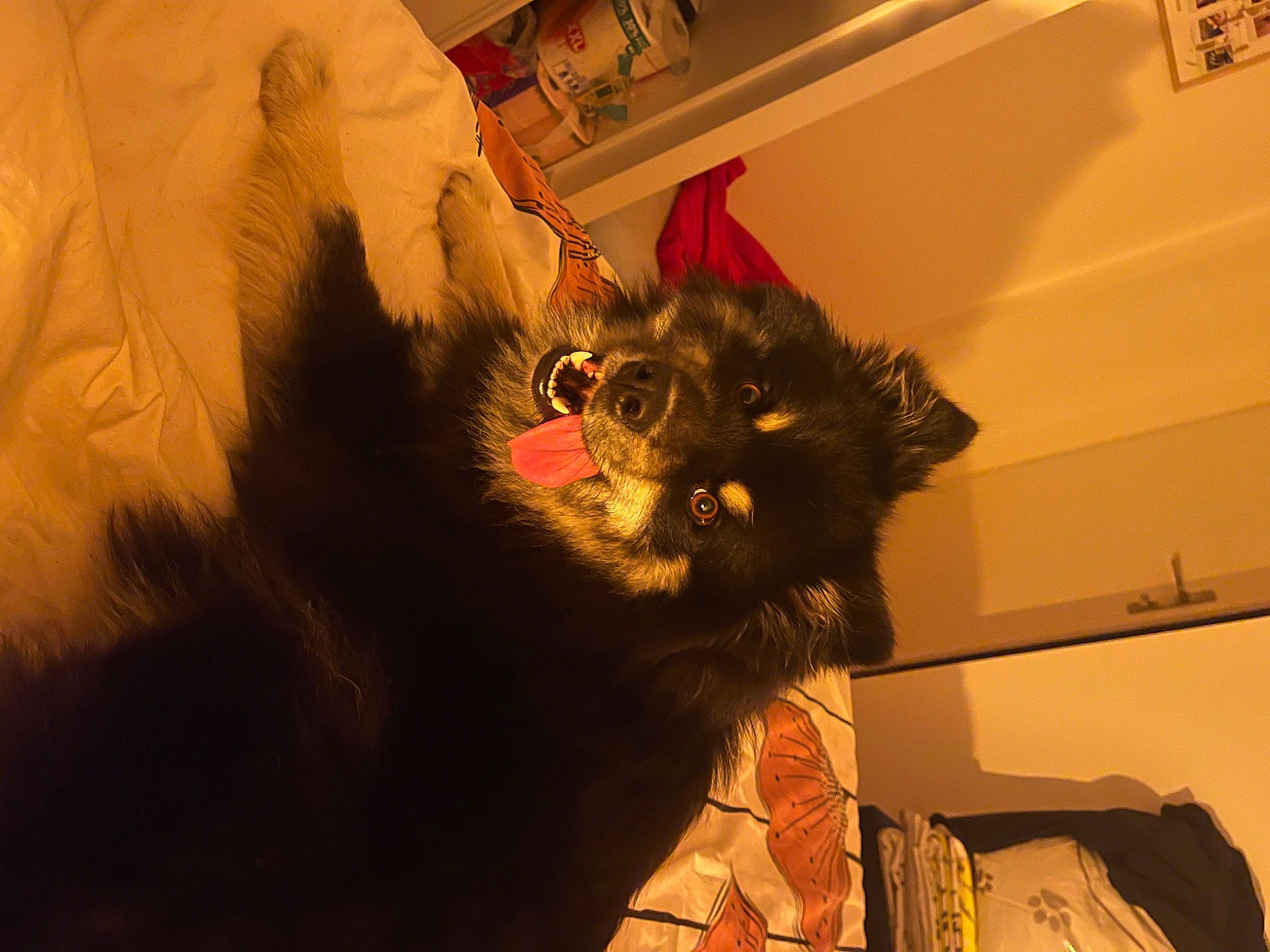 Steyla a rejoint le concours — aidez-le/la à gagner de superbes lots ! black_cat, canidae, carnivore, cat, claw, companion_dog, dog_breed, domestic_short_haired_cat, ear, felidae, fur, paw, room, small_to_medium_sized_cats, snout, sunglasses, tail, tints_and_shades, whiskers, window