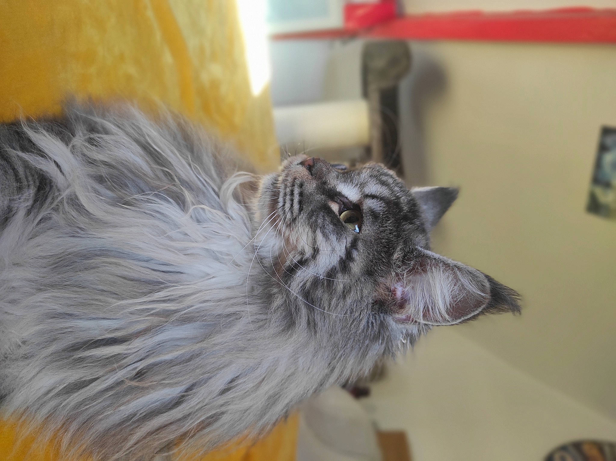 Thanos a rejoint le concours — aidez-le/la à gagner de superbes lots ! canidae, carnivore, cat, claw, dog_breed, domestic_short_haired_cat, ear, felidae, fur, small_to_medium_sized_cats, snout, tail, whiskers