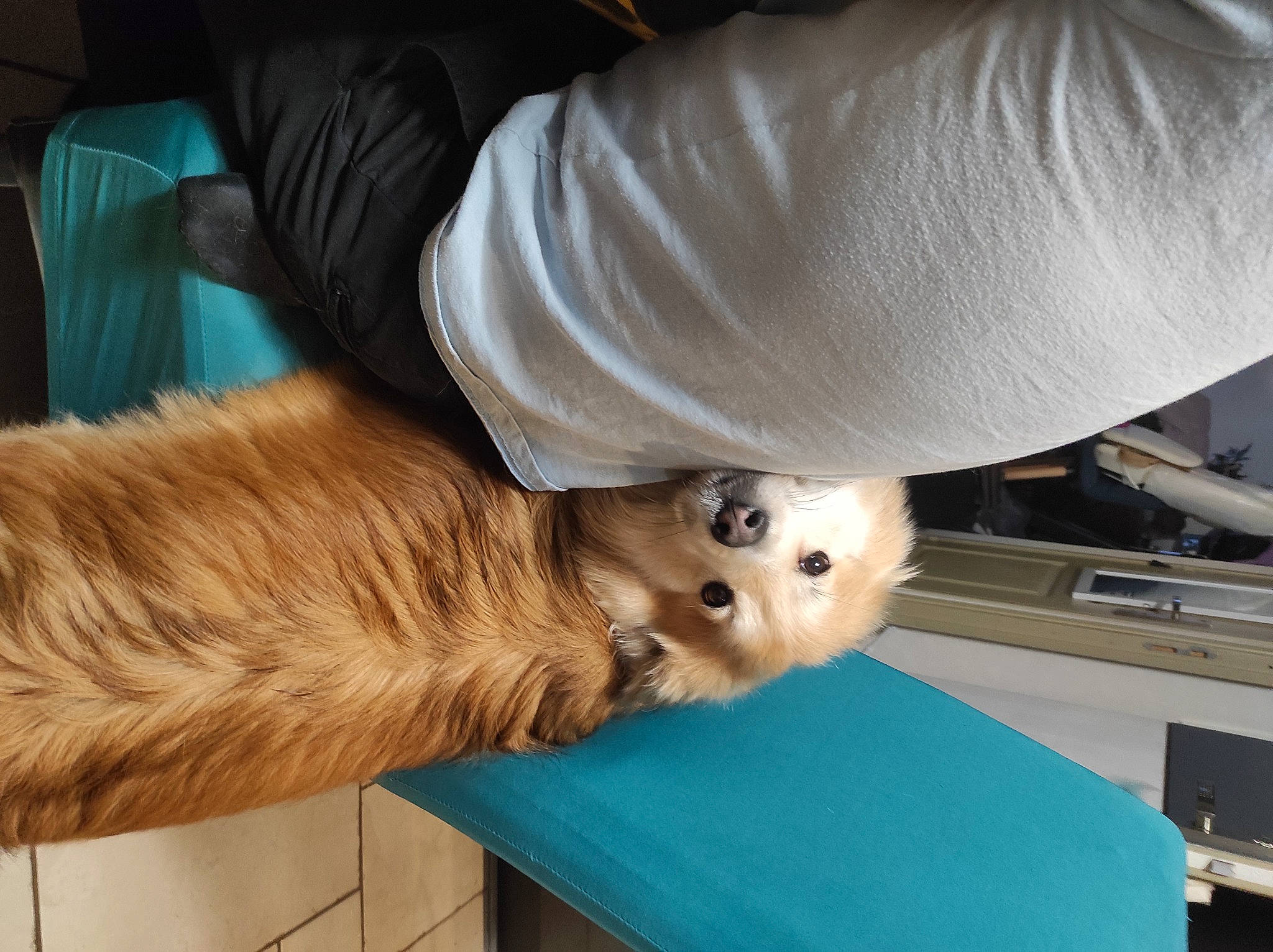 Pookie participe au concours pour gagner de l'argent avec cette photo : canidae, carnivore, collar, comfort, companion_dog, dog, dog_breed, dog_collar, elbow, fawn, flooring, foot, fur, golden_retriever, human_leg, lap, retriever, sporting_group, whiskers, wood