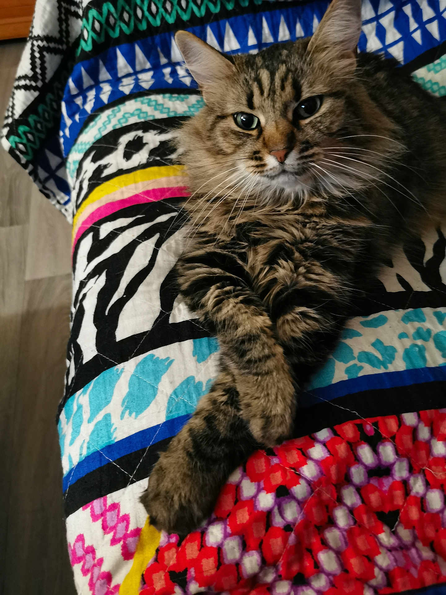Mimie participe au concours pour gagner de l'argent avec cette photo : cat, tabby, fluffy, pet, animal, indoor, quilt, patterned, colorful, relaxed, paws_crossed, feline, fur, whiskers, ears, bed, resting, close_up, domestic_cat, portrait