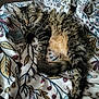 cat, tabby, fluffy, bedspread, floral_pattern, indoor, pet, relaxed, animal, feline, whiskers, fur, sleepy, cozy, resting, cute, domestic_cat, laying_down, soft, comfortable