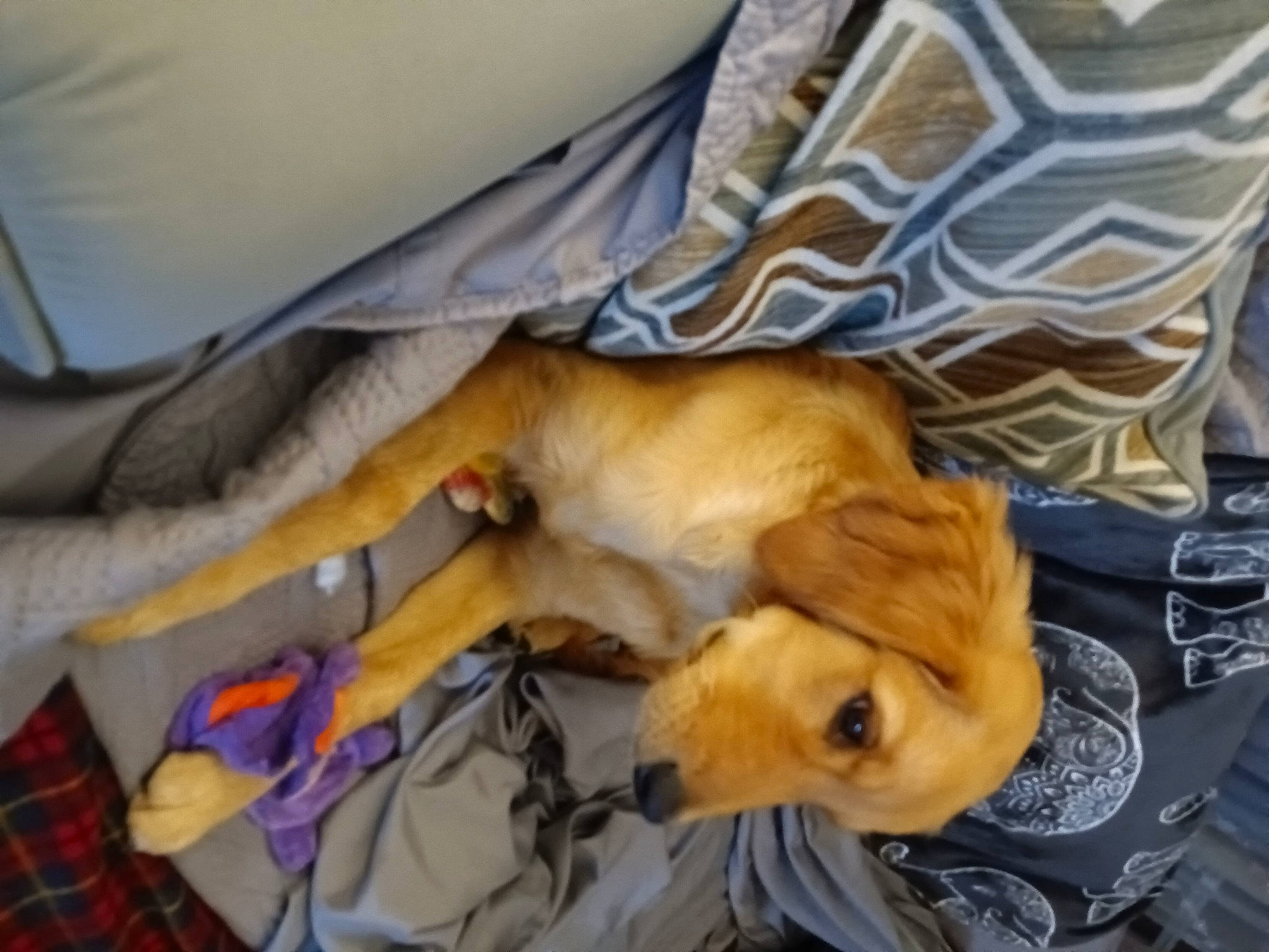 Sami is registered to the contest to win money with this photo: canidae, carnivore, comfort, companion_dog, dog, dog_breed, dog_supply, fawn, fur, guard_dog, linens, nap, non_sporting_group, pattern, paw, plaid, sporting_group, tartan, toy_dog, whiskers