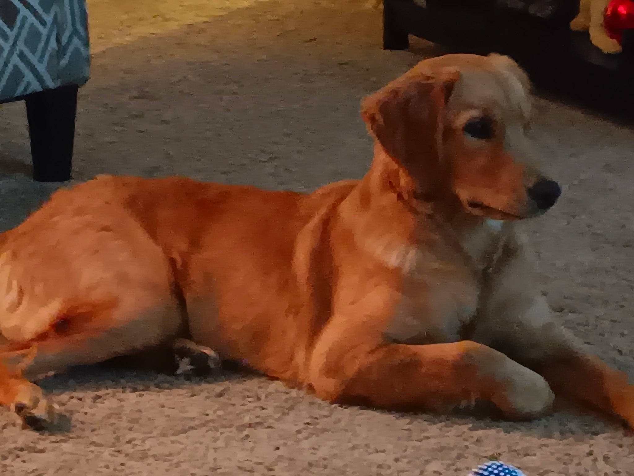 Sami is registered to the contest to win money with this photo: canidae, carnivore, collar, companion_dog, dog, dog_breed, dog_supply, fawn, gun_dog, hunting_dog, liver, paw, retriever, snout, sporting_group, street_dog, tire, wheel, whiskers, working_animal