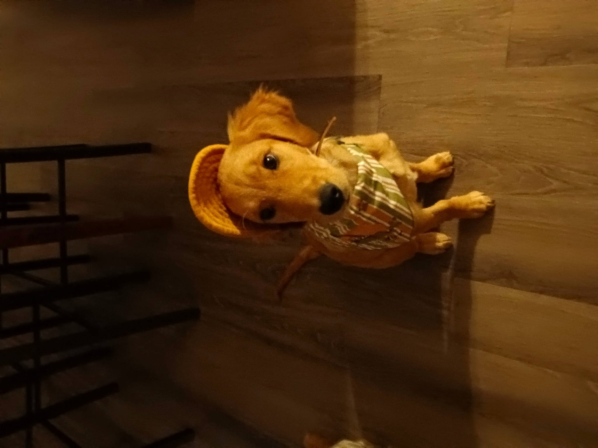 Sami is registered to the contest to win money with this photo: animation, art, artifact, canidae, fawn, felidae, fish, flooring, fur, metal, night, sculpture, snout, statue, tail, tourist_attraction, toy, visual_arts, whiskers, wood