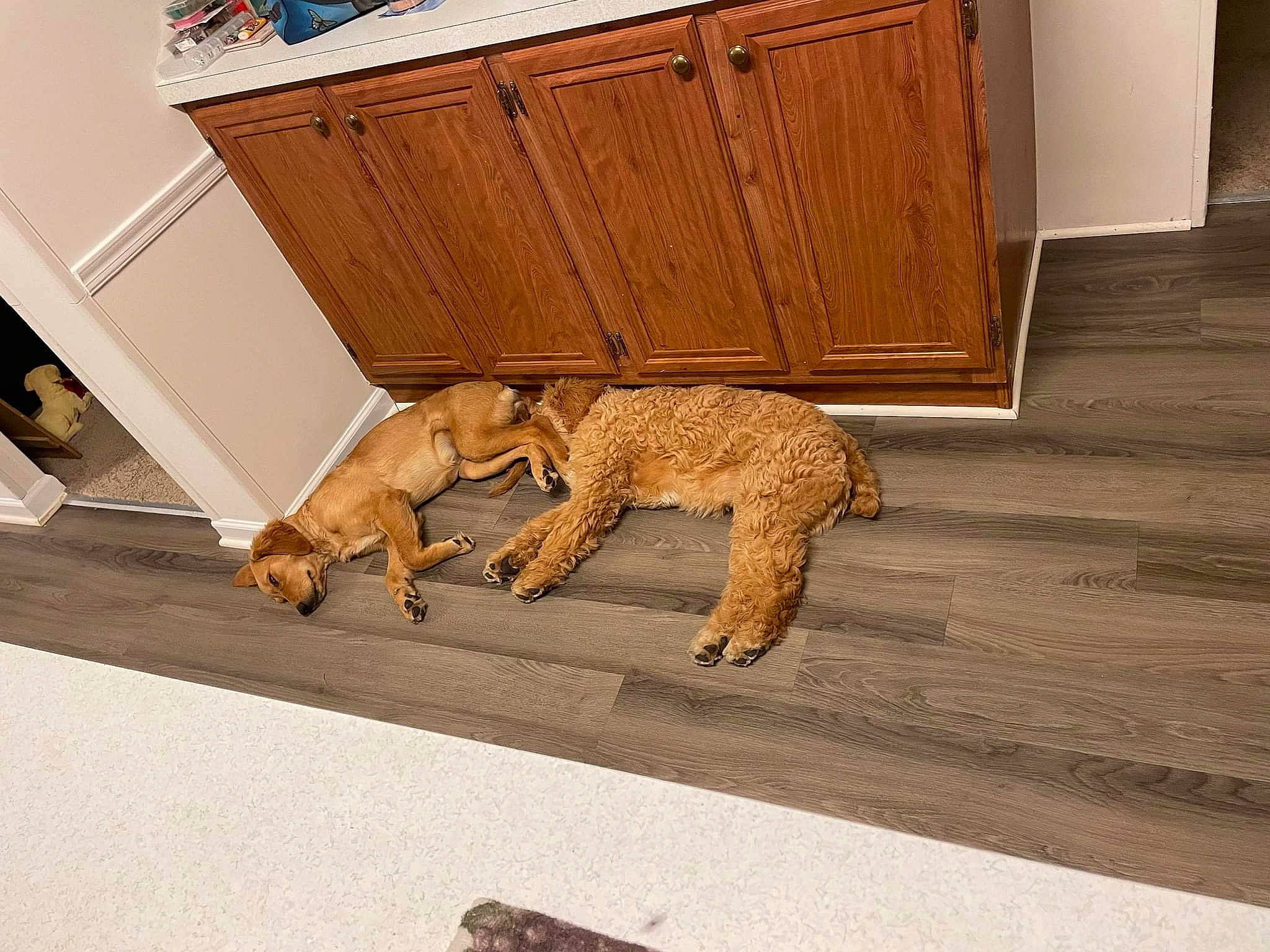 Dino is registered to the contest to win money with this photo: brown, canidae, carnivore, chair, companion_dog, dog, dog_breed, fawn, felidae, flooring, hardwood, pet_supply, plywood, room, sporting_group, tail, water_dog, wood, wood_stain, working_animal