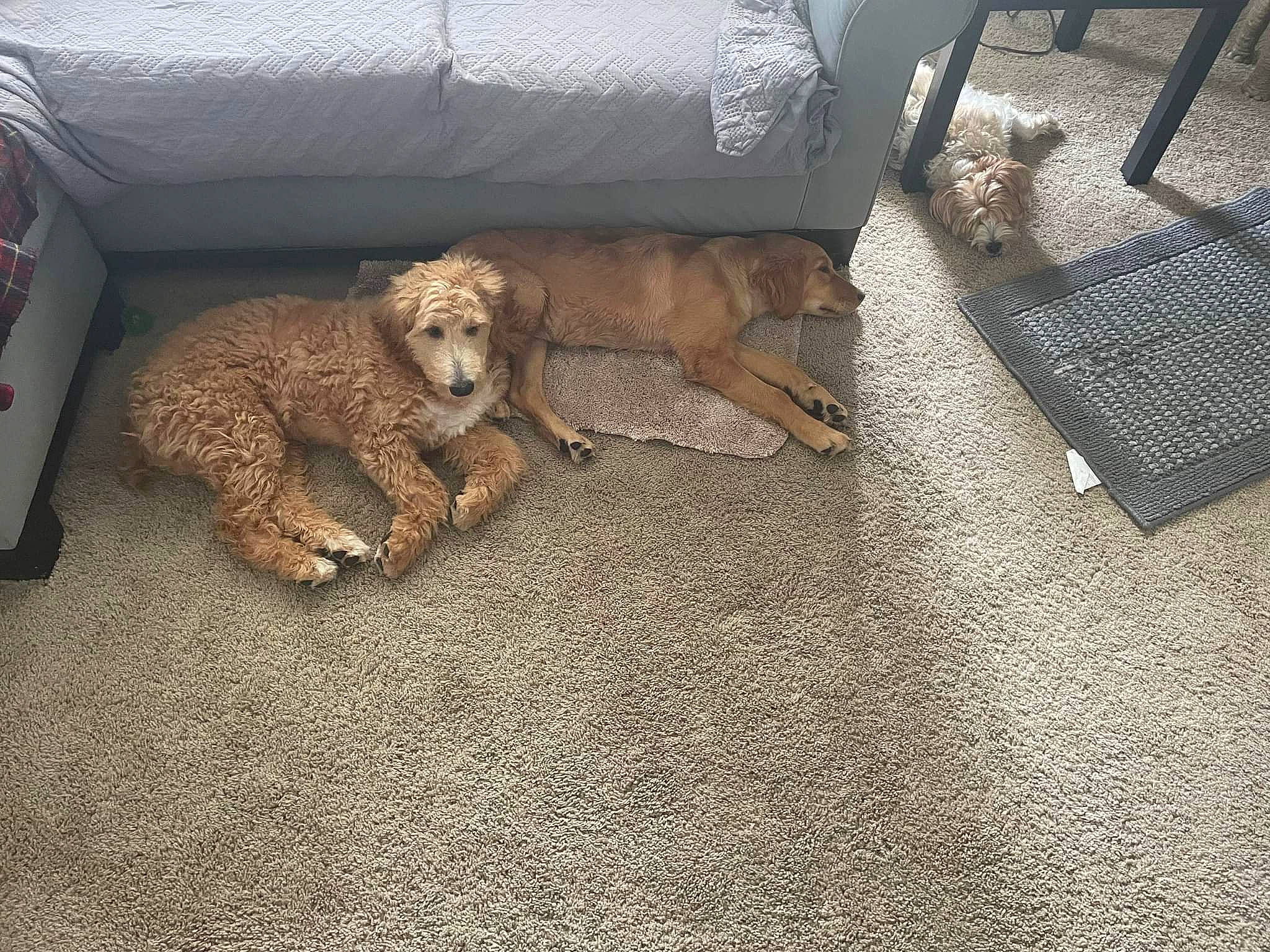 Dino joined the competition — help win amazing prizes! canidae, carnivore, comfort, companion_dog, couch, dog, dog_breed, fawn, flooring, fur, hardwood, liver, outdoor_furniture, pet_supply, room, sporting_group, toy, toy_dog, wood, working_animal