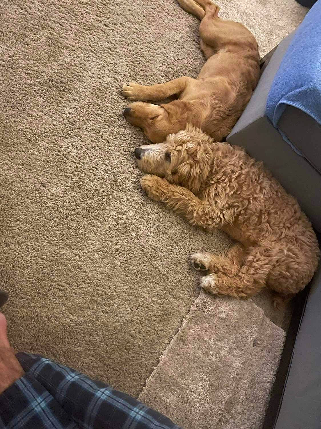 Dino joined the competition — help win amazing prizes! artifact, carnivore, cat, comfort, domestic_short_haired_cat, fawn, felidae, flooring, fur, human_leg, linens, pattern, plaid, small_to_medium_sized_cats, snout, tail, tartan, textile, whiskers, wood