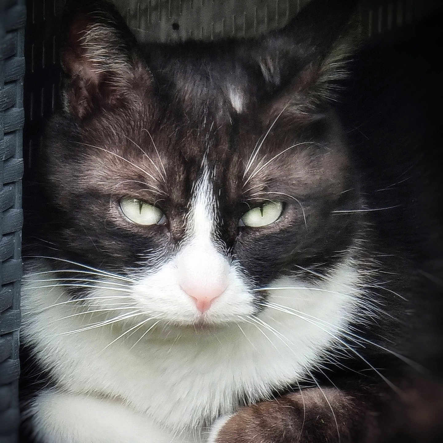 Choupette participe au concours pour gagner de l'argent avec cette photo : animal, basket, black_and_white, cat, close_up, cozy, cute, expression, feline, fur, green_eyes, indoor, mammal, nose, paw, pet, portrait, relaxed, resting, whiskers