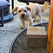 Ralph participe au concours pour gagner de l'argent avec cette photo : dog, small_dog, pet, animal, standing, outdoor, patio, deck, furniture, chair, wood, wooden_step, floor, concrete, collar, tag, fluffy_tail, scruffy_fur, brown_and_white, looking_at_camera