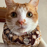 Bebeito is registered to the contest to win money with this photo: cat, close_up, orange_and_white, whiskers, neck_warmer, tag, curious_eyes, pet, indoor, feline, animal, cute, portrait, soft_background, fur, collar, domestic_cat, looking_at_camera, pink_nose, cozy