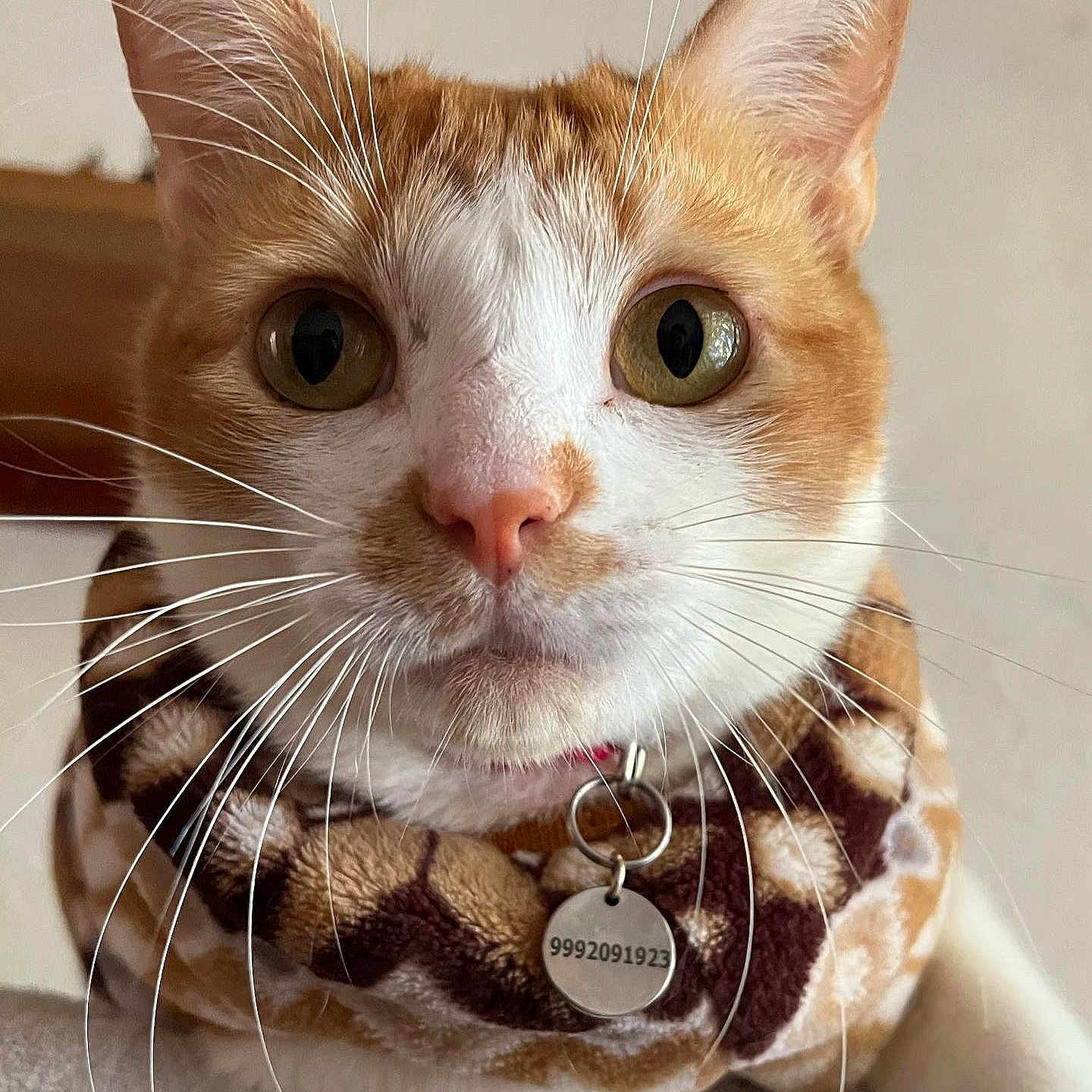 Bebeito is registered to the contest to win money with this photo: animal, cat, close_up, collar, cozy, curious_eyes, cute, domestic_cat, feline, fur, indoor, looking_at_camera, neck_warmer, orange_and_white, pet, pink_nose, portrait, soft_background, tag, whiskers