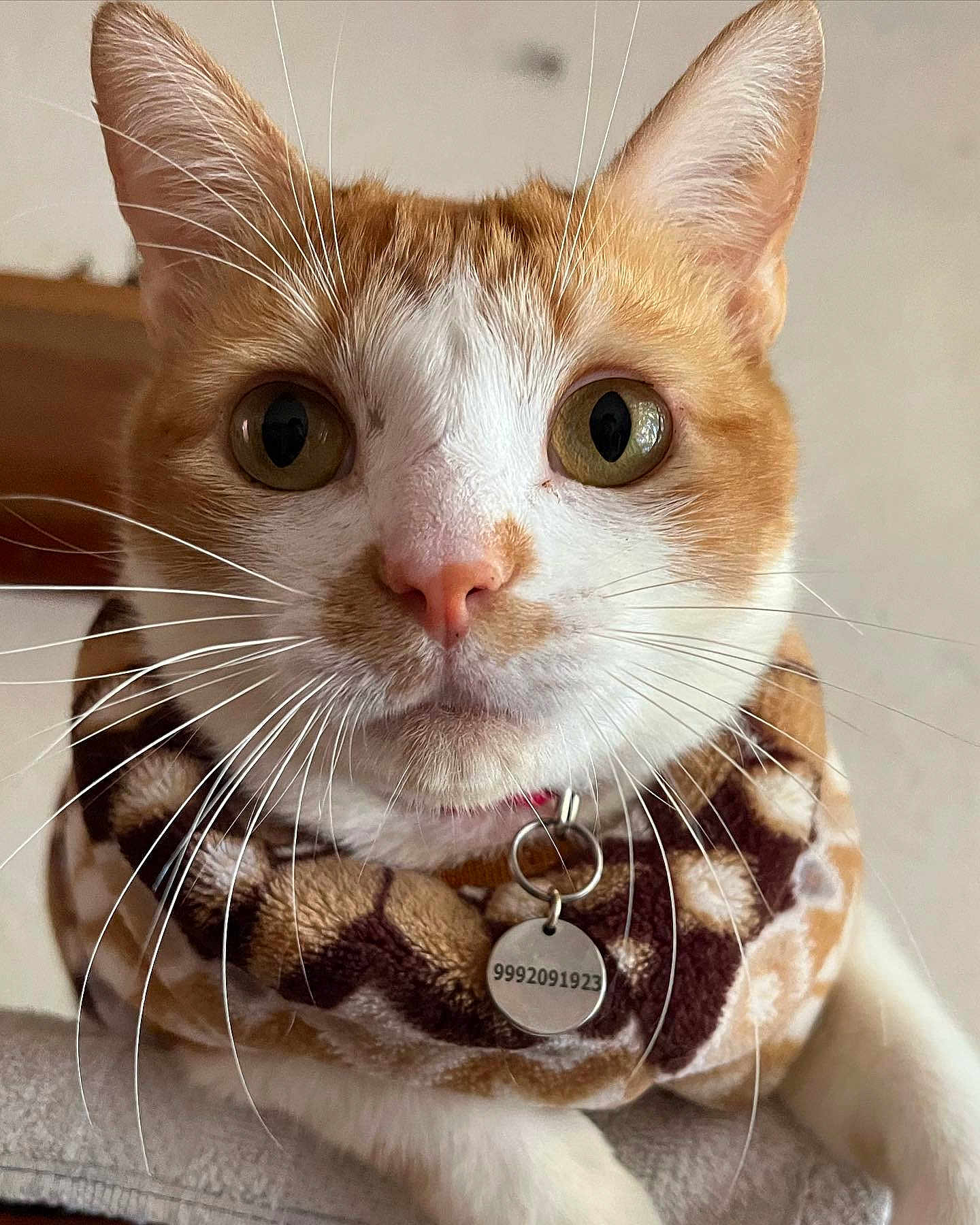 Bebeito is registered to the contest to win money with this photo: cat, close_up, orange_and_white, whiskers, neck_warmer, tag, curious_eyes, pet, indoor, feline, animal, cute, portrait, soft_background, fur, collar, domestic_cat, looking_at_camera, pink_nose, cozy