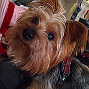 Buster is registered to the contest to win money with this photo: dog, yorkshire_terrier, pet, close_up, indoor, fur, curious, harness, brown, black, cute, small_dog, house, fireplace, holiday_decorations, cozy, animal, companion, portrait, furry