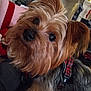 dog, yorkshire_terrier, pet, close_up, indoor, fur, curious, harness, brown, black, cute, small_dog, house, fireplace, holiday_decorations, cozy, animal, companion, portrait, furry