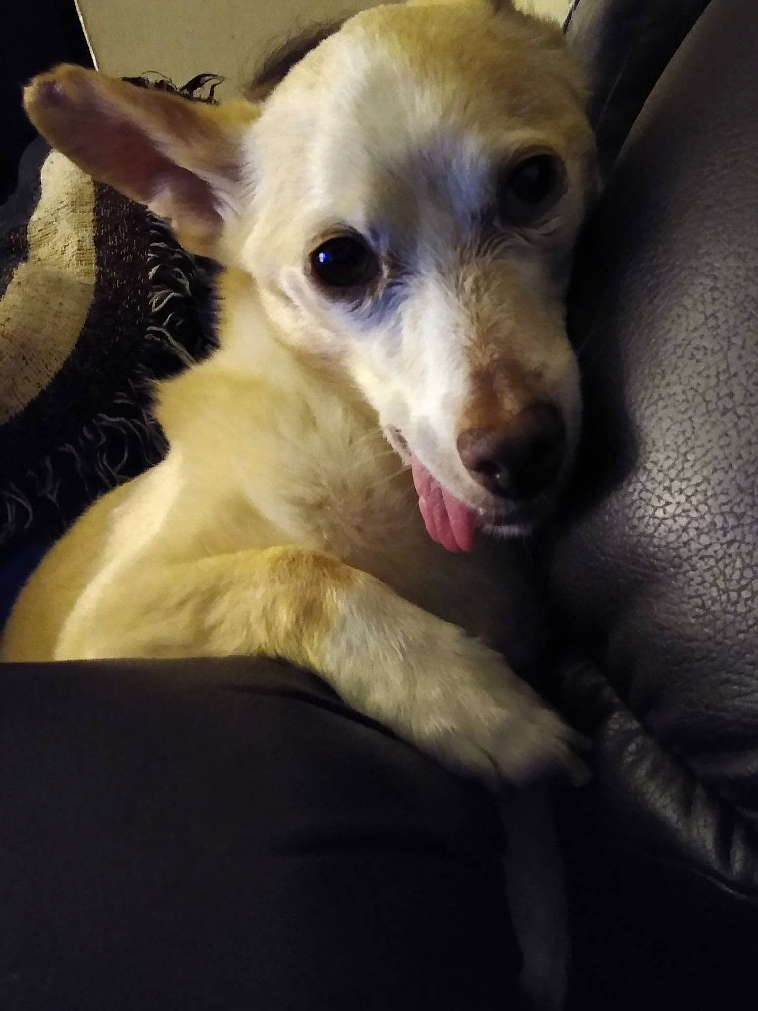 Dada is registered to the contest to win money with this photo: canidae, carnivore, companion_dog, corgi_chihuahua, dog, dog_breed, ear, fawn, fur, non_sporting_group, paw, snout, sporting_group, terrestrial_animal, toy_dog, whiskers, working_animal