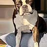 dog, boston_terrier, pet, animal, portrait, sitting, indoors, blanket, blue_blanket, home, furniture, sunlight, ears, black_and_white, brindle, short_snout, front_facing, alert, cute, photography