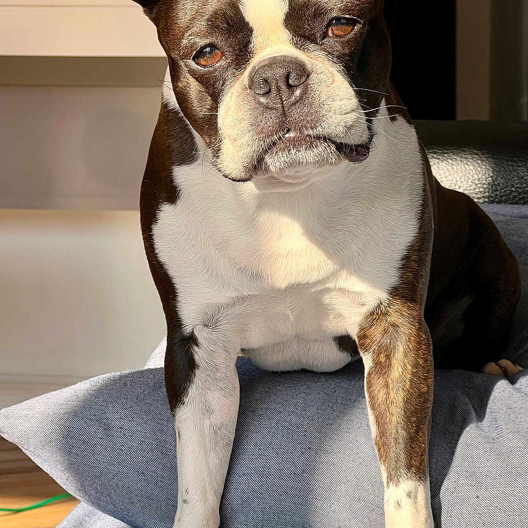 Laïka a rejoint le concours — aidez-le/la à gagner de superbes lots ! dog, boston_terrier, pet, animal, portrait, sitting, indoors, blanket, blue_blanket, home, furniture, sunlight, ears, black_and_white, brindle, short_snout, front_facing, alert, cute, photography