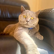 Gary joined the competition — help win amazing prizes! cat, gray_cat, pet, feline, golden_eyes, leather_chair, stretching_paw, indoor, sunlight, closeup, relaxed, cozy, domestic_animal, animal, whiskers, collar, portrait, fur, mammal, furniture