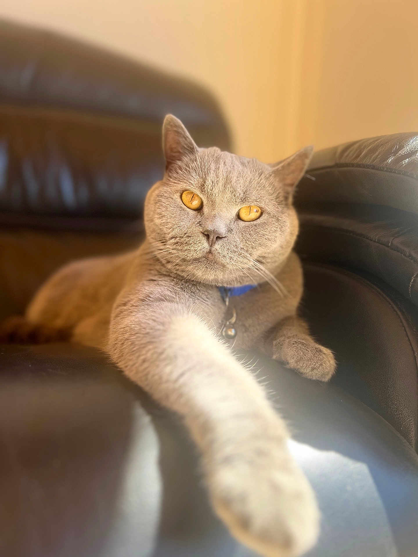 Gary joined the competition — help win amazing prizes! cat, gray_cat, pet, feline, golden_eyes, leather_chair, stretching_paw, indoor, sunlight, closeup, relaxed, cozy, domestic_animal, animal, whiskers, collar, portrait, fur, mammal, furniture