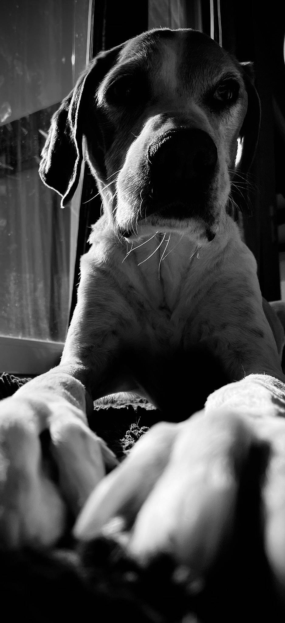 Heylias participe au concours pour gagner de l'argent avec cette photo : black, black_and_white, carnivore, companion_dog, dog, dog_breed, ear, fawn, flash_photography, gesture, jaw, mammal, monochrome, monochrome_photography, snout, style, vertebrate, whiskers, white, working_animal