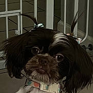 Lola is registered to the contest to win money with this photo: dog, close_up, pet, canine, collar, hair_accessories, ears, face, indoor, floor, gate, curious, animal, portrait, cute, small_dog, furry, black_and_white, companion, domestic