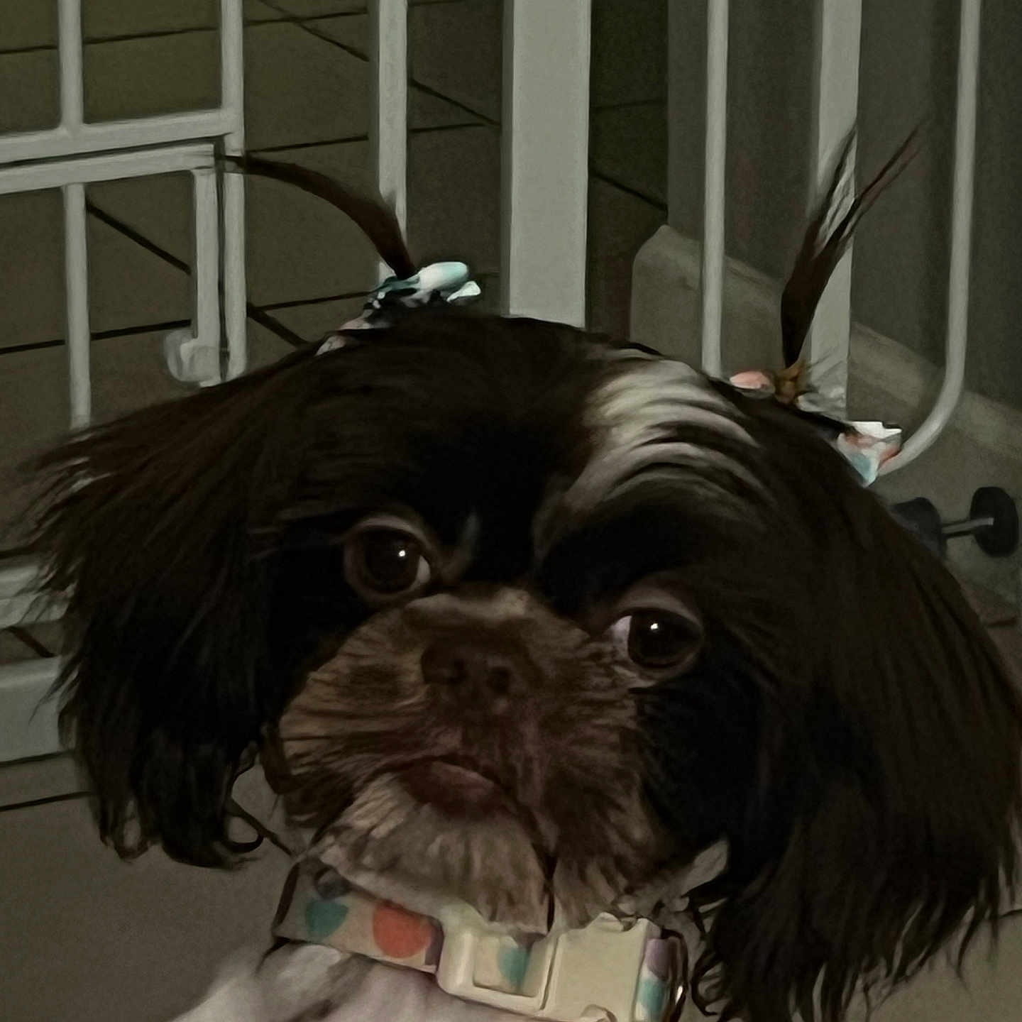 Lola