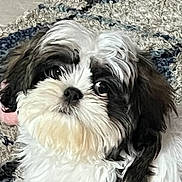 Jake is registered to the contest to win money with this photo: dog, puppy, fluffy, black_and_white, cute, pet, animal, fur, eyes, indoors, carpet, close_up, face, adorable, young, small_dog, looking_up, companion, cozy, portrait